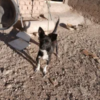 سگ پاکوتاه نژادفیندو