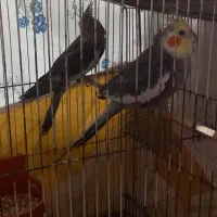 عروس هلندی|پرنده|باوی, |دیوار