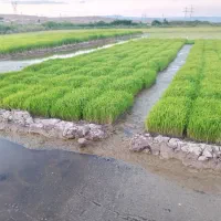 نشا سینی