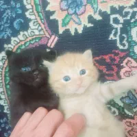 دوعدد گربه پرشین