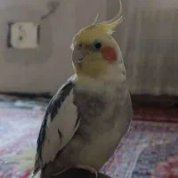 عروس هلندی گمشده