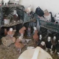 معاوضه کفتر طوقی سرور هما با گوشی یا بره بزغاله|پرنده|شهریار, شهرک امیریه|دیوار