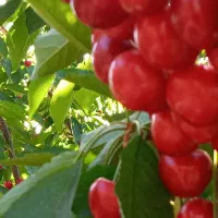 باغ گیلاس والبالو