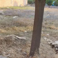 زمین تجاری مسکونی