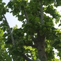 فروش باغ رمین