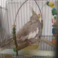 عروس هلندی ماده