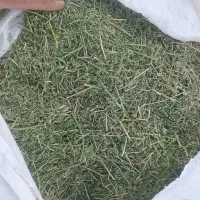 یونجه|خدمات باغبانی و درختکاری|خورموج, |دیوار