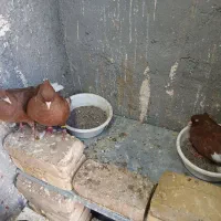 کفتر|پرنده|مشهد, هفت تیر (نه دره)|دیوار