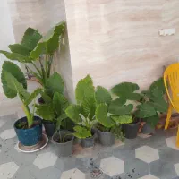 حراج تعدادی گل بابا آدم چند برگ