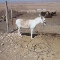 سلام بسیار سالم به شرط