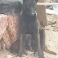 مالینویز نر