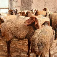 گوسفندبابره جوان وشیره دار|حیوانات مزرعه|سنندج, |دیوار