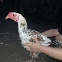 مرغ و خروس لاری
