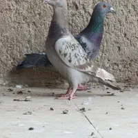 کفتر جوانه عتیقه|پرنده|زابل, |دیوار