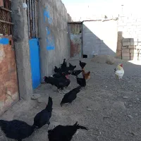 یک پک کامل 5عدد مرغ سیاه و یک خروس 8 ماهه