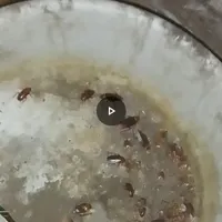 .سمپاشی‌‌‌با‌تجربه۱۲‌سال‌سوسک‌.کک.ساس‌طعمه‌موش‌/|خدمات نظافت|رشت, پاستوریزه|دیوار