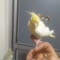 ۵عدد جوجه عروس هلندی دونه ای ۴۰۰