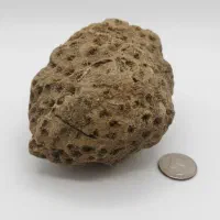 فسیل مرجان کمیاب باستانی (واقعی )۳۰۰ میلیون ساله|کلکسیون اشیاء عتیقه|تهران, دزاشیب|دیوار