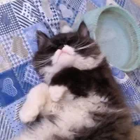 گربه