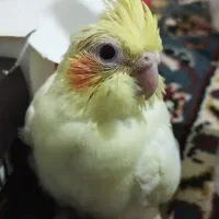 ععروس سرلاکی جوجه