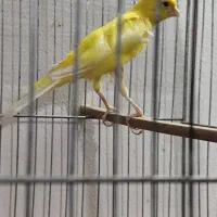 جفت گرینچیک دستی بالغ،قناری نر ،جفت برزیلی بالغ|پرنده|چهارباغ, |دیوار