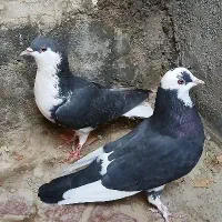 در خدمت هستیم