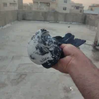 کفتر غریب