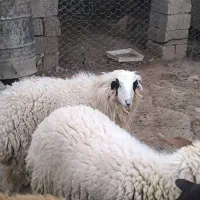 ماده به شرط بالای ۲۰ کیلو گوشت