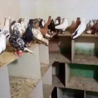 بار جدید ۱۰۰ تا رنگی درجه یک هوایی سفت دوری شرطی