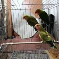 کوتوله فوق دستی رنگ خاص و کوتوله نر مست|پرنده|مشهد, هفده شهریور|دیوار