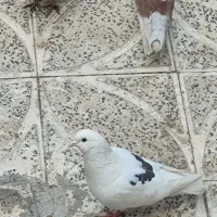کبوتر