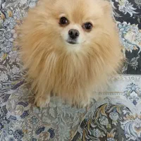 پامر روباهی خالص|سگ|نسیم‌شهر, |دیوار