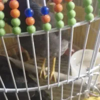 مرغ مینا خوشکل|پرنده|قم, نخودی|دیوار