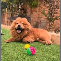 پانسیون سگ بهشت پاشا