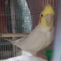 جفت و تک عروس هلندی|پرنده|مشهد, شهید بهشتی|دیوار