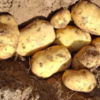 سیب زمینی جیلی و بامبا|خوردنی و آشامیدنی|چادگان, |دیوار