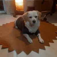 واگذاری|سگ|ماهدشت, |دیوار