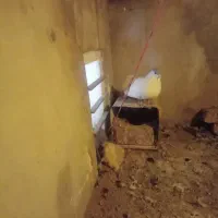 نر چپ الماسی شقه