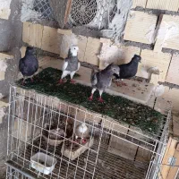 پرنده دم سفید طوقی