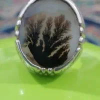 شجر قائنات ایرانی