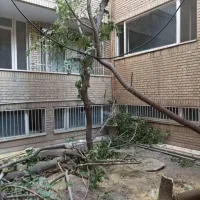 چوب در باغات|عمده‌فروشی|نوشین شهر, |دیوار