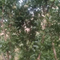 فروش باغ تفریحی|فروش زمین و ملک کلنگی|شازند, |دیوار