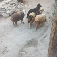 بره نر