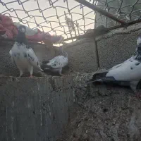 ک،ب،و،ت،ر|پرنده|چابهار, |دیوار