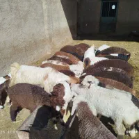 گوسفند|حیوانات مزرعه|اسفراین, |دیوار