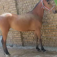 مادیون ۲سال
