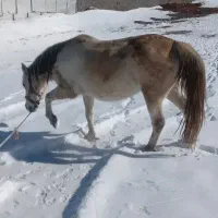 اسب مادیان کرد۴سال