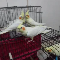 عروس هلندی دو سر لوتینو زعفرانی چشم شرابی