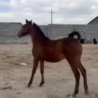 نگهبانی و سرایداری