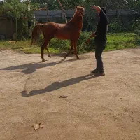 کره پلنگ قشقایی با برگه کشش|اسب و تجهیزات اسب‌سواری|صومعه‌سرا, |دیوار